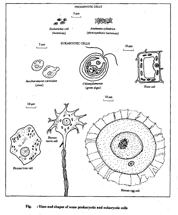 5_sizes of cell.png